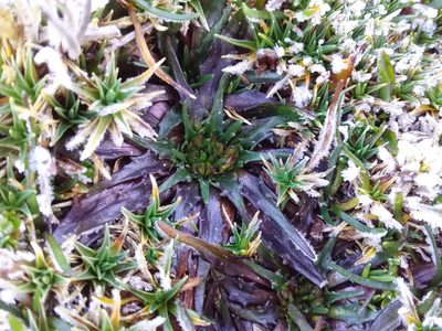 Plantago tubulosa, photographed by Humber Alberto