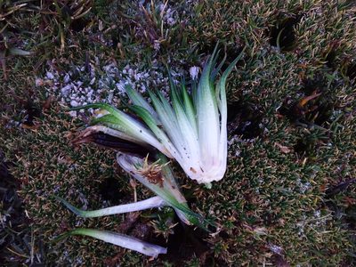 Isoetes andicola, photographed by Humber Alberto