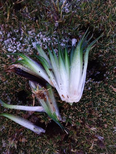 Isoetes andicola, photographed by Humber Alberto