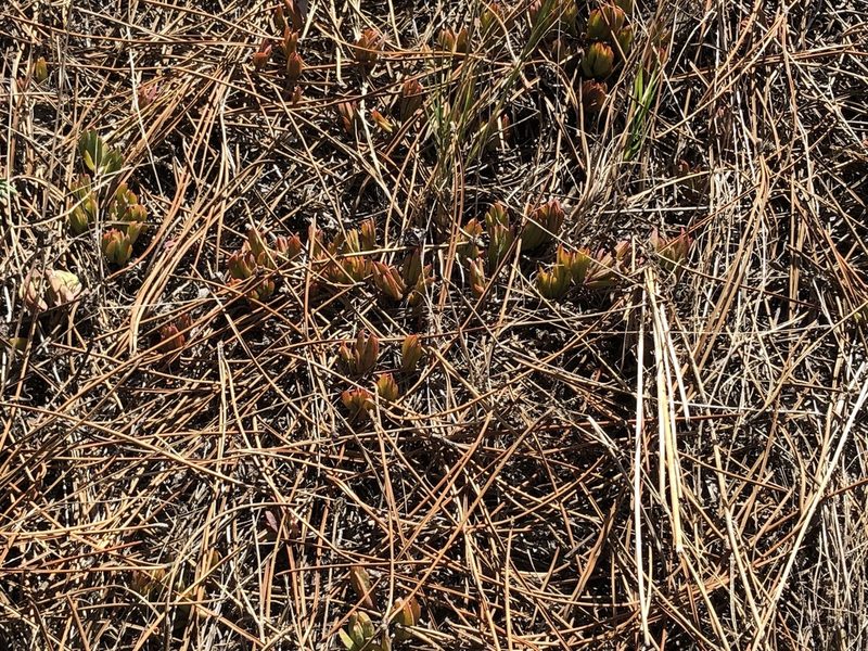 Lampranthus reptans, photographed by Caroline Voget