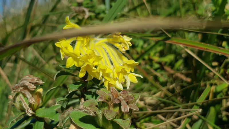 Lasiosiphon anthylloides, photographed by Margaret Burger