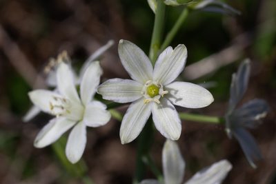 Loncomelos narbonense, photographed by Daniela Costa