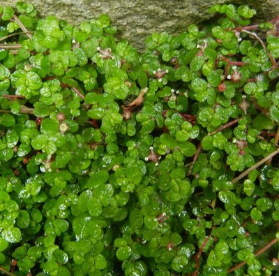 Soleirolia soleirolii, photographed by Jon Mortin