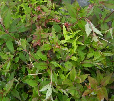 Fuchsia magellanica, photographed by Jon Mortin