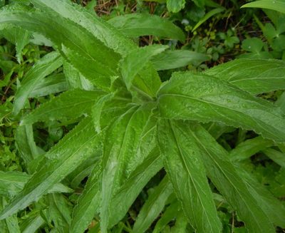 Epilobium hirsutum, photographed by Jon Mortin