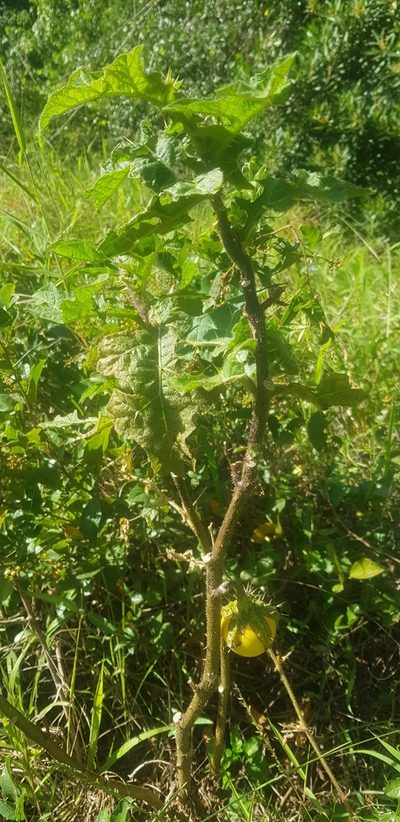 Solanum dasyphyllum, photographed by Suvarna Parbhoo Mohan