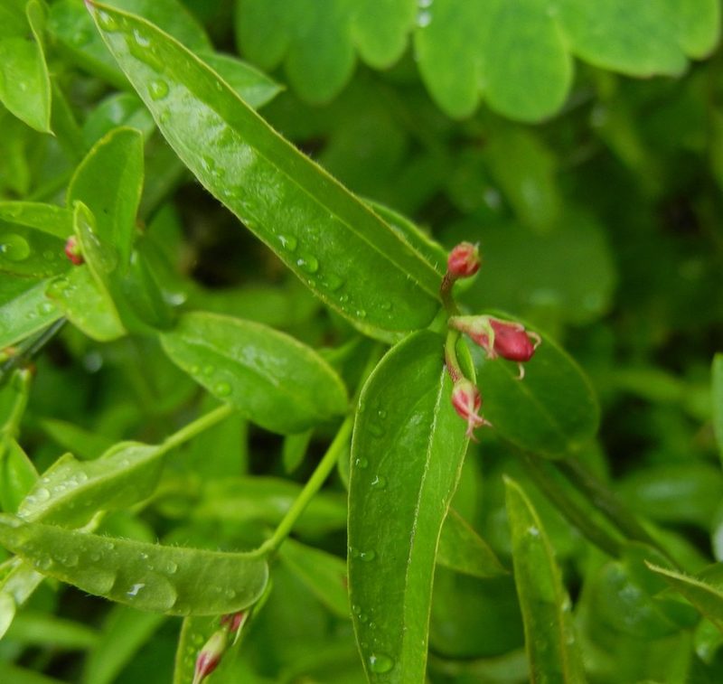 Jasminum beesianum, photographed by Jon Mortin