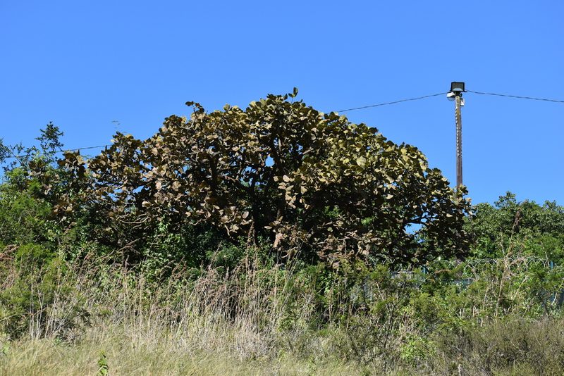 Erythrina latissima, photographed by Sunčana Bradley