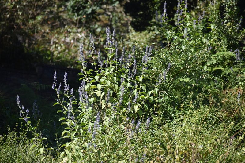 Coleus hereroensis, photographed by Sunčana Bradley