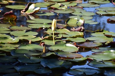 Nymphaea nouchali, photographed by Sunčana Bradley