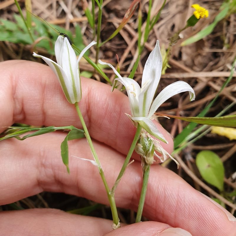 Ornithogalum baeticum, photographed by Mehdi Chetibi