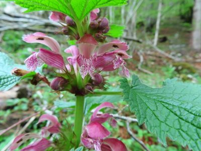 Lamium orvala, photographed by Robin Fokker