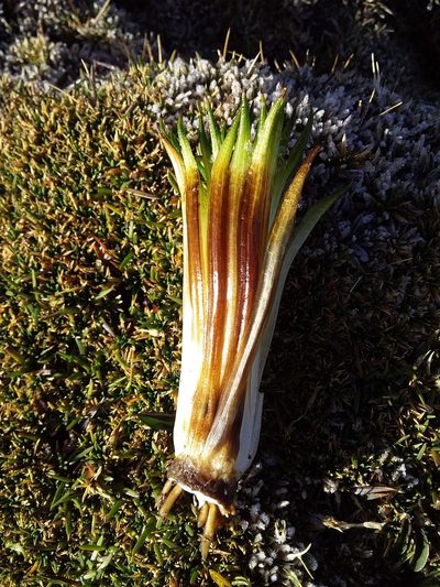 Isoetes andicola, photographed by Humber Alberto