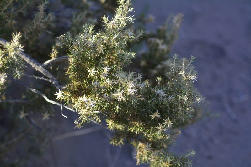 Chuquiraga erinacea, photographed by veonatura