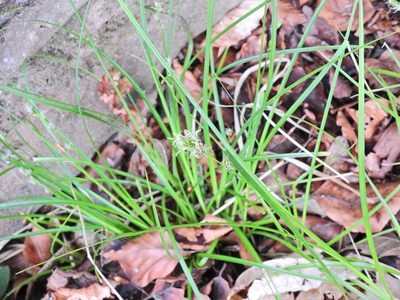 Carex divulsa, photographed by Susan Marley