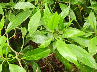 Aucuba japonica, photographed by Susan Marley
