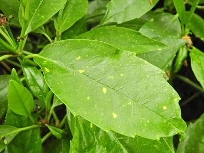 Aucuba japonica, photographed by Susan Marley