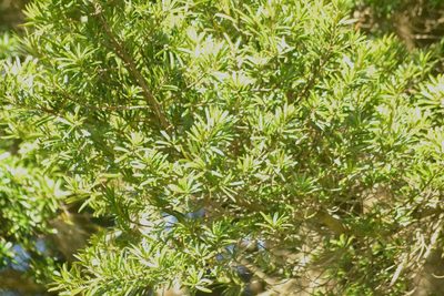 Podocarpus latifolius, photographed by Presha Soogrim