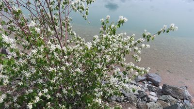Amelanchier cusickii, photographed by Daryl Nolan