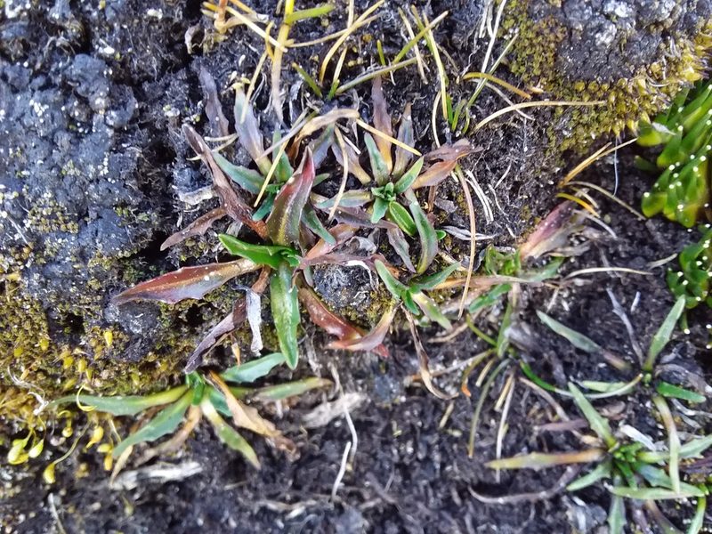 Plantago tubulosa, photographed by Humber Alberto