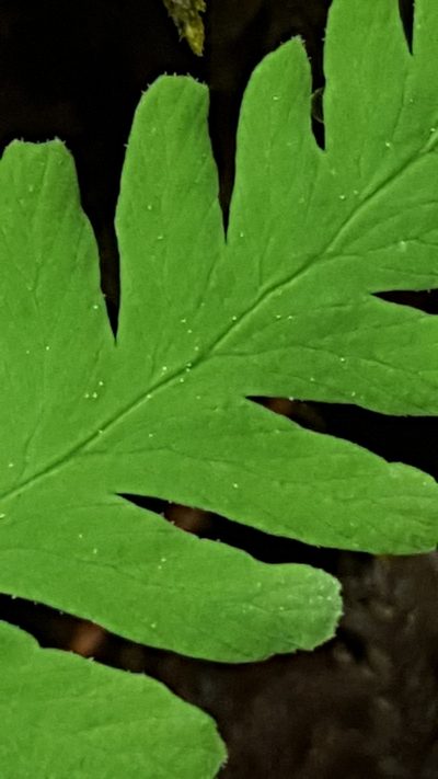 Gymnocarpium continentale, photographed by Norma Malinowski