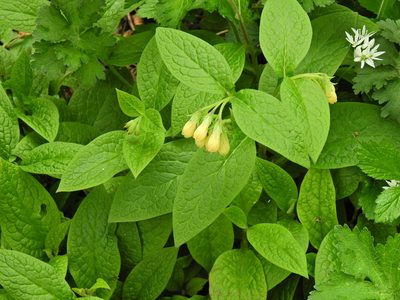Symphytum tuberosum, photographed by Susan Marley