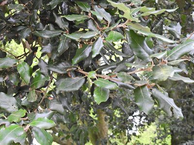 Quercus ilex, photographed by Susan Marley