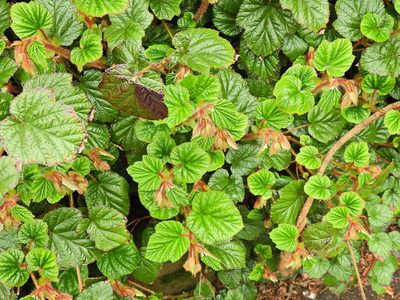 Rubus tricolor, photographed by Susan Marley