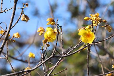 Cochlospermum vitifolium, photographed by przese
