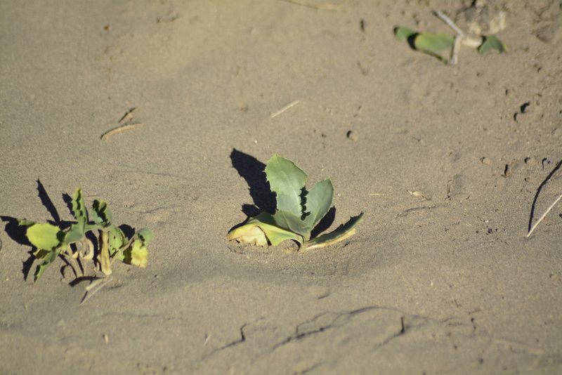 Calycera crassifolia, photographed by veonatura