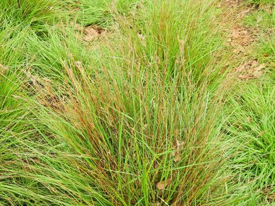 Juncus inflexus, photographed by Susan Marley