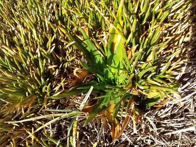 Plantago tubulosa, photographed by Humber Alberto