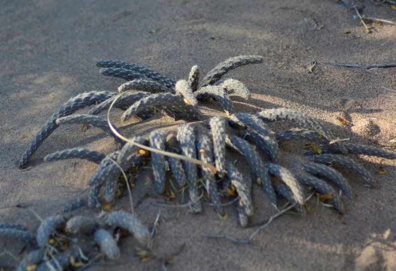 Pterocactus tuberosus, photographed by veonatura