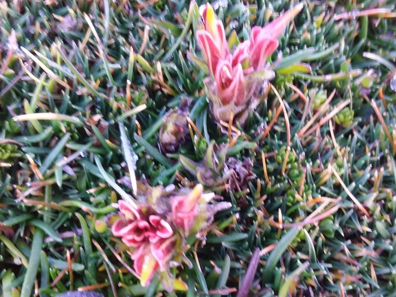 Castilleja pumila, photographed by Humber Alberto