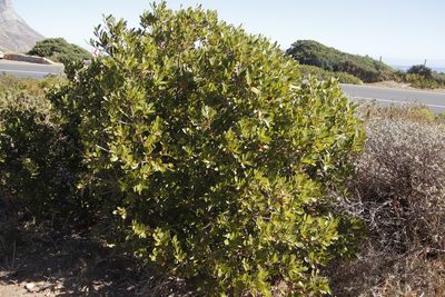 Sideroxylon inerme