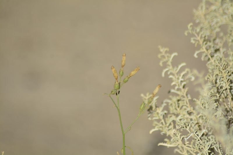 Nicotiana petunioides, photographed by veonatura