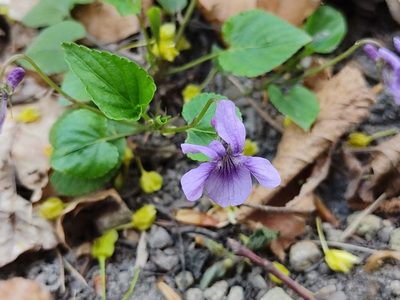 Viola reichenbachiana, photographed by aga_l_