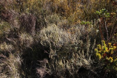 Stoebe plumosa, photographed by Tony Rebelo