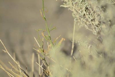 Nicotiana petunioides, photographed by veonatura