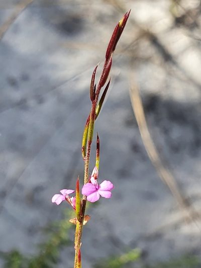 Muraltia filiformis, photographed by Corli du Toit Smith