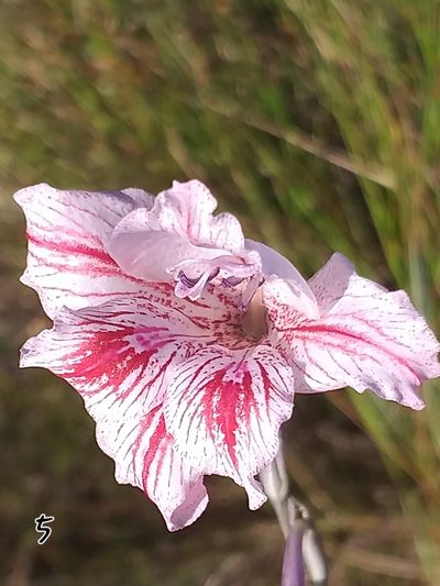 Gladiolus roseovenosus, photographed by kevin koen