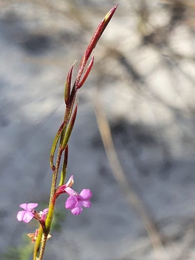 Muraltia filiformis, photographed by Corli du Toit Smith