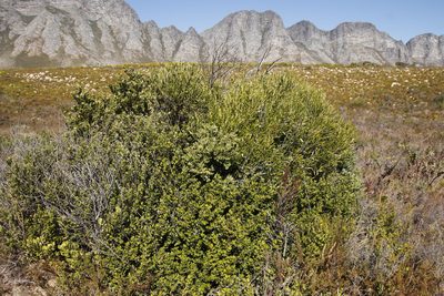 Searsia lucida, photographed by Tony Rebelo