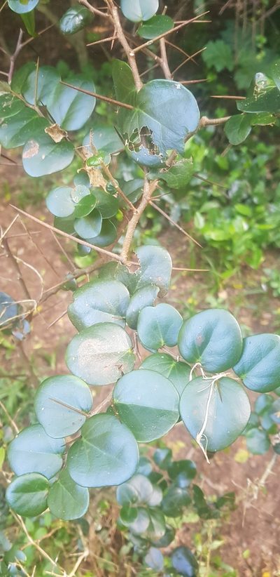 Dovyalis longispina, photographed by Suvarna Parbhoo Mohan