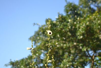 Sabdariffa cannabina, photographed by Presha Soogrim