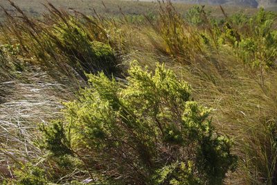 Cliffortia strobilifera, photographed by Tony Rebelo