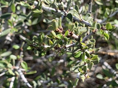 Ceanothus cuneatus, photographed by Ben Hayden