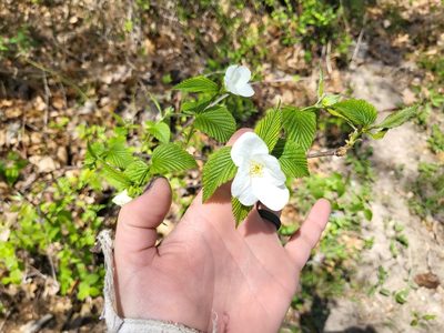 Rhodotypos scandens, photographed by Alexa Hoffman