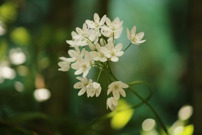 Allium neapolitanum, photographed by Serena De Santis