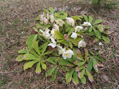 Helleborus niger, photographed by Robin Fokker